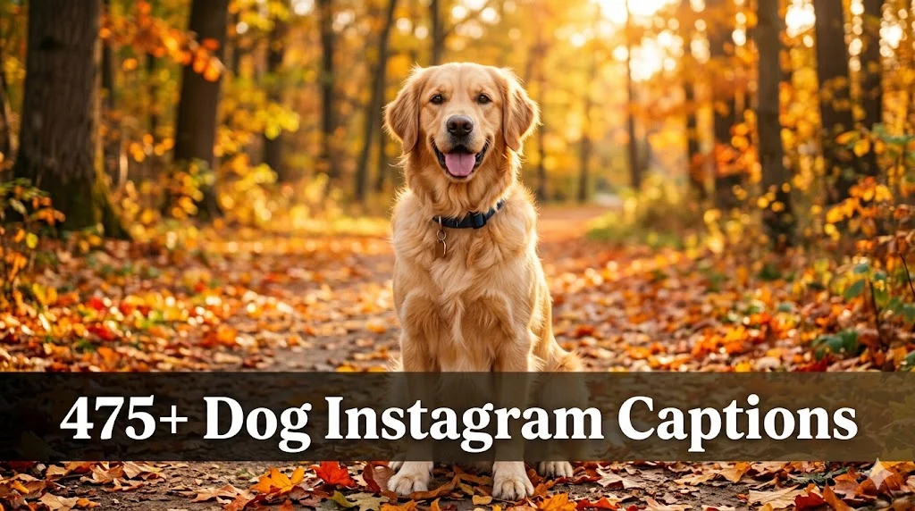 475+ Dog Instagram Captions